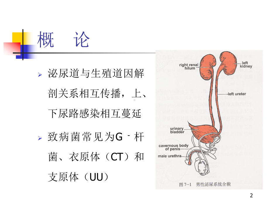 泌尿男生殖系感染课件.ppt_第2页