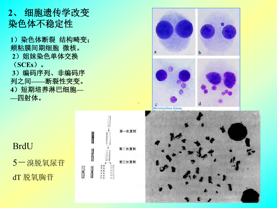 肿瘤遗传学课件.ppt_第3页