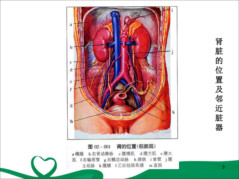 肾穿刺活检版(课堂)课件.ppt_第3页