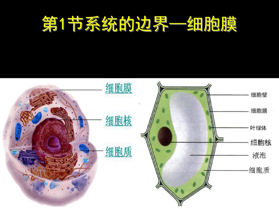 细胞膜公开课版本课件.ppt_第2页