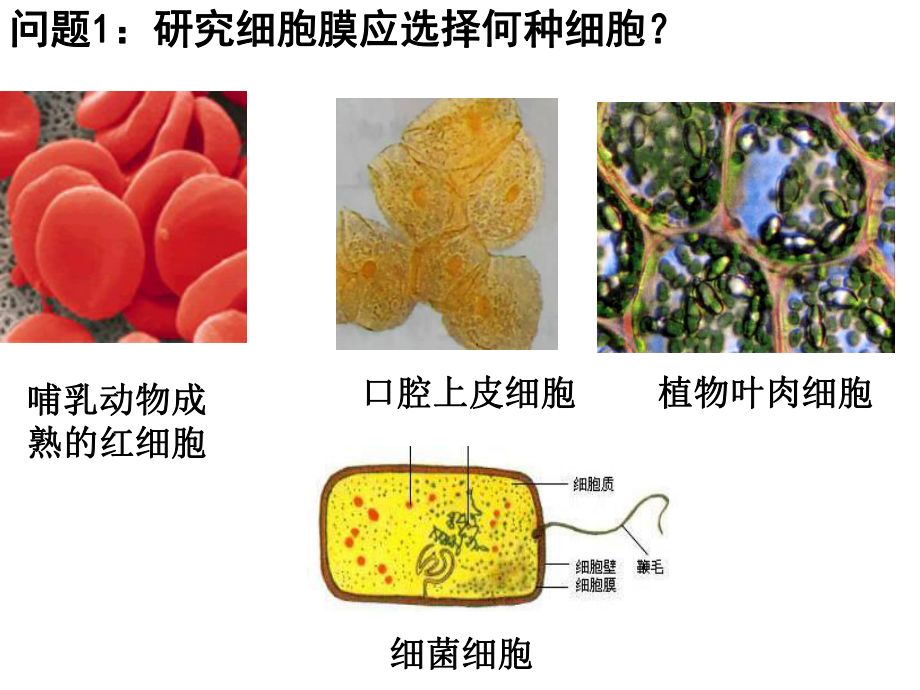 细胞膜公开课版本课件.ppt_第3页