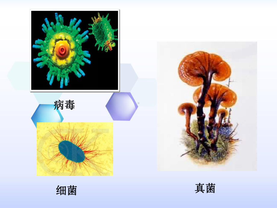 生物圈中的微生物复习课课件.ppt_第2页