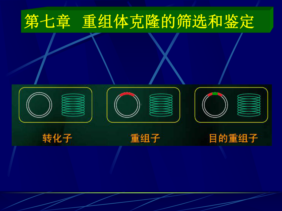 第七章重组体克隆的筛选和鉴定总结课件.ppt_第1页