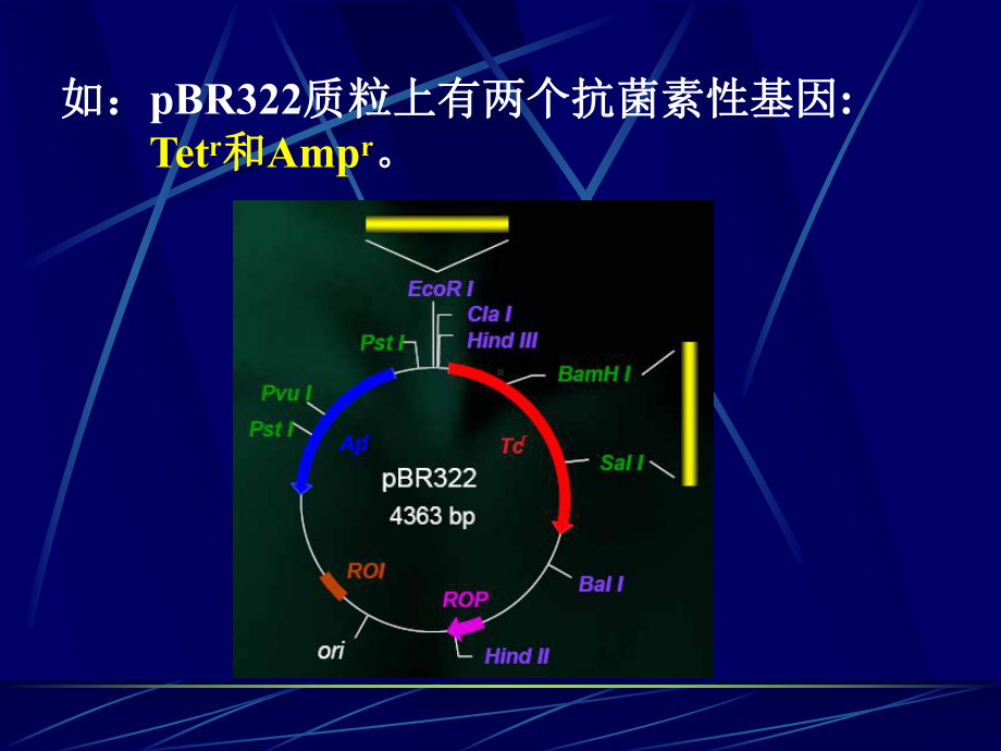 第七章重组体克隆的筛选和鉴定总结课件.ppt_第3页