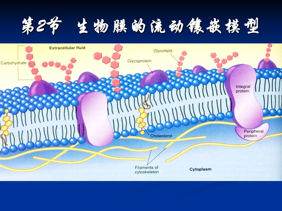 高中生物-生物膜的流动镶嵌模型-课件.ppt_第1页