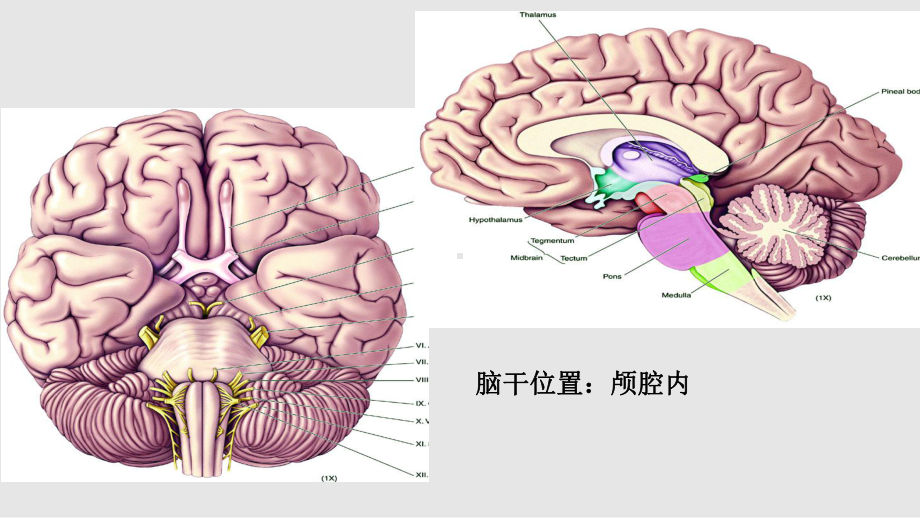 细说脑干课件.pptx_第2页