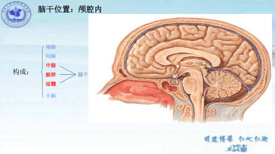 细说脑干课件.pptx_第3页