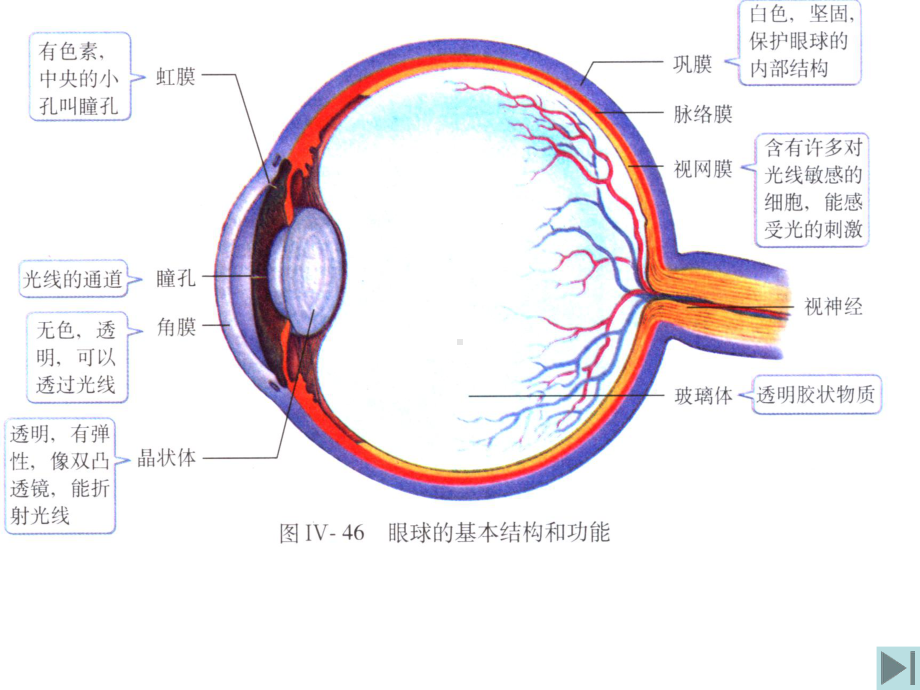 知识提纲汇总课件.ppt_第1页