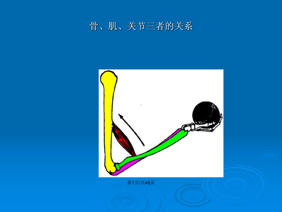 骨学总论躯干骨教案课件.pptx_第2页