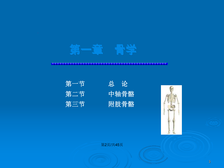 骨学总论躯干骨教案课件.pptx_第3页