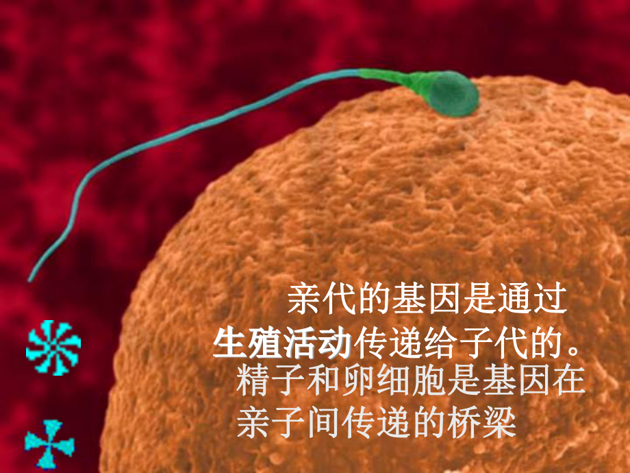 第二节基因在亲子代间的传递(共31张)课件.ppt_第2页