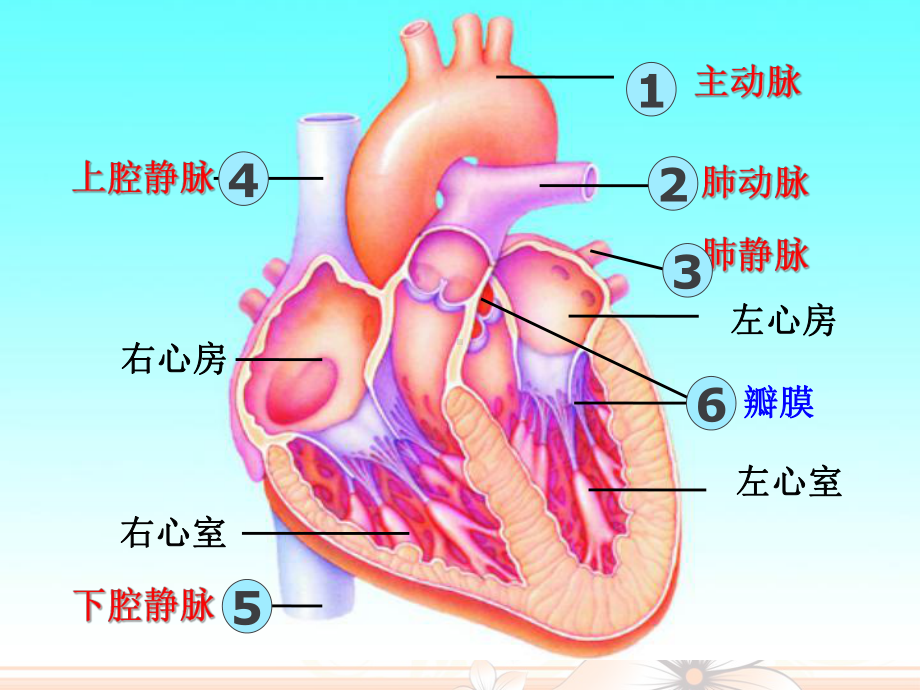 第三节-物质运输的路线课件.ppt_第3页