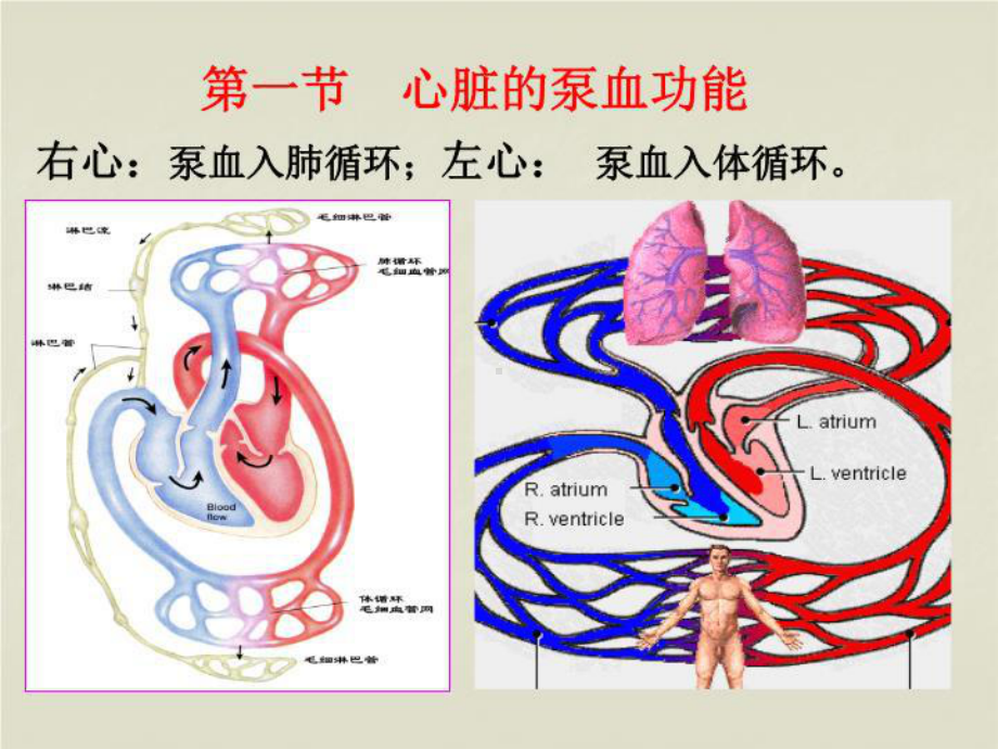 生理学血液循环47499-课件.ppt_第3页