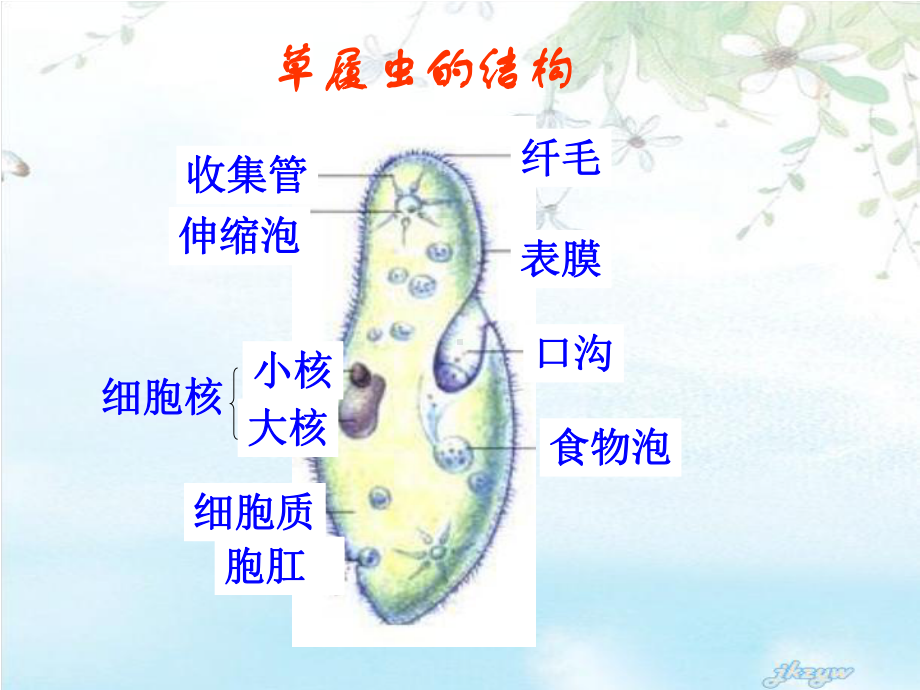 没有细胞结构的生物-病毒课件.ppt_第2页