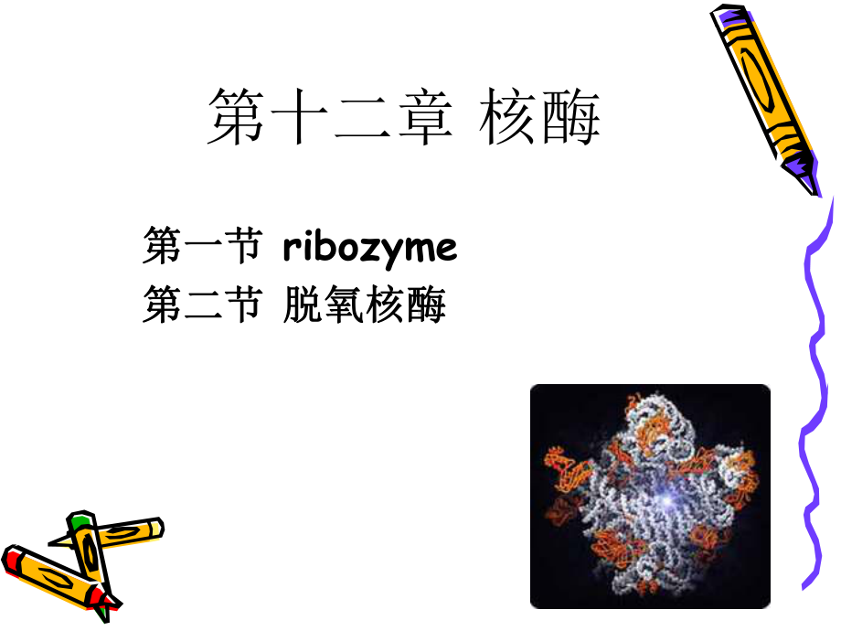 第十二章核酶课件.ppt_第1页