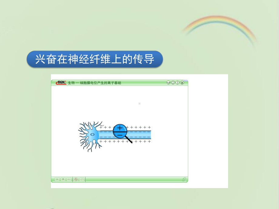 浙科版高中生物必修三《神经系统的结构与功能》第二课时课件-新版.ppt_第3页