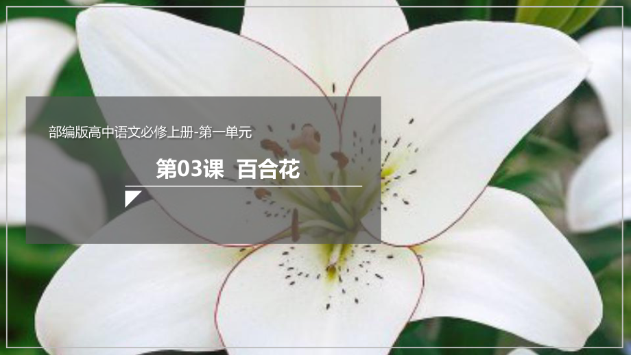 统编版《百合花》优秀课件1.pptx_第1页