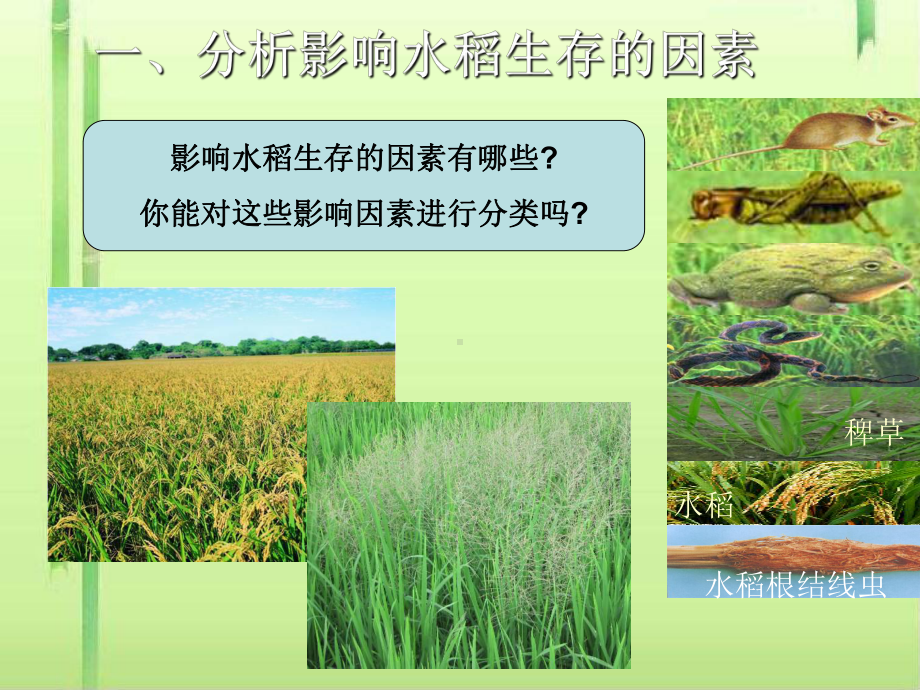 环境影响生物的生存课件2-苏科版.ppt_第2页