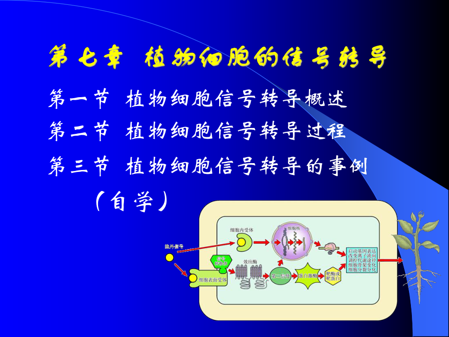 植物的细胞信号转导[1]课件.ppt_第2页