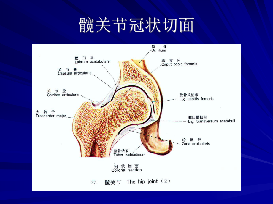 髋关节运动学解答课件.ppt_第2页