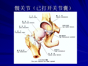 髋关节运动学解答课件.ppt