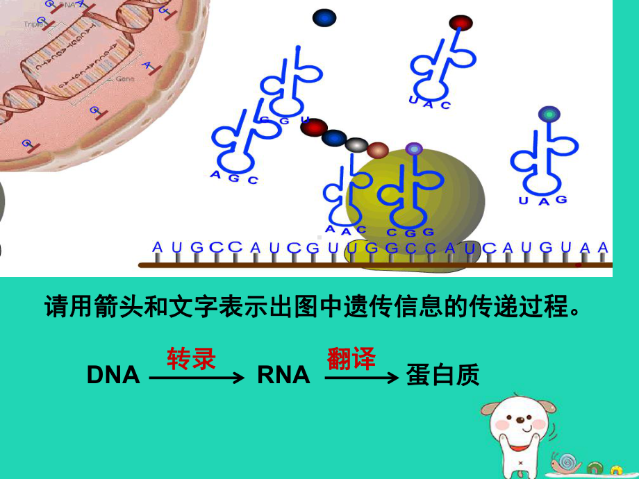 高中生物第四章基因的表达第02节基因对性状的控制课件新人教版必修2.ppt_第2页