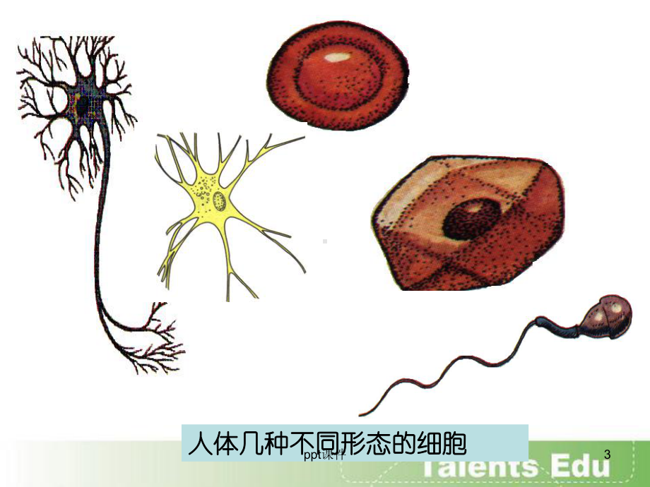 神经调节-课件.ppt_第3页