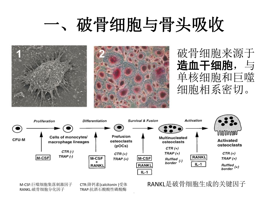 骨质疏松机制和治疗药靶医学课件.pptx_第2页