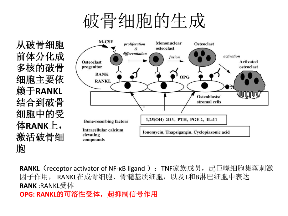 骨质疏松机制和治疗药靶医学课件.pptx_第3页