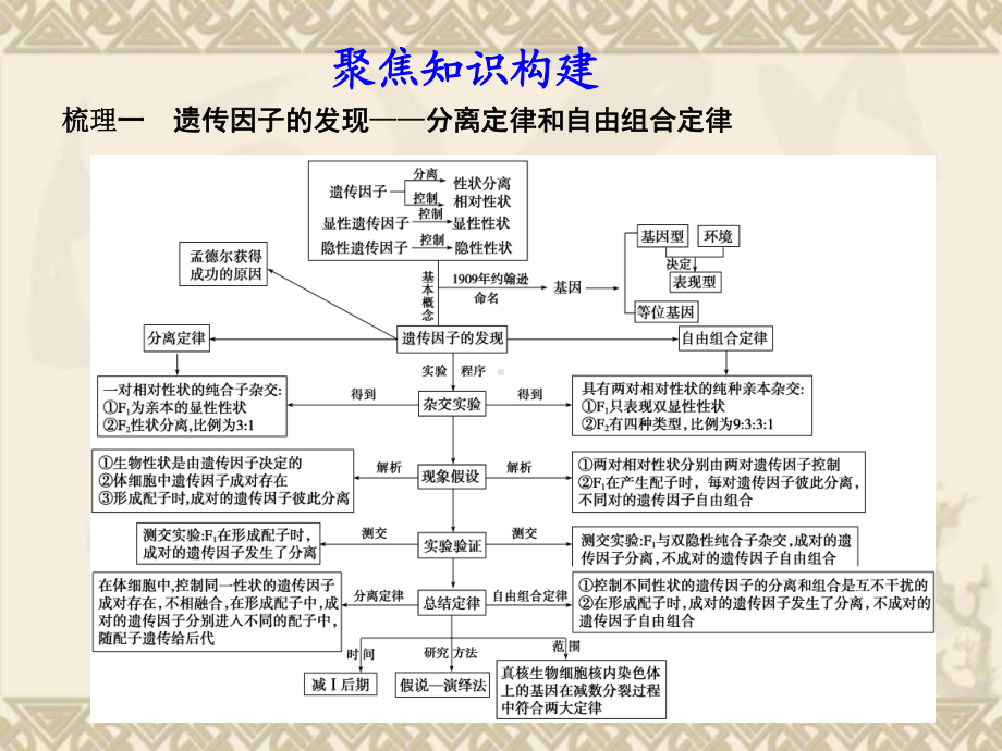 高考生物大一轮复习-第19课时-遗传基本定律的知识梳理与题型探究课件-新人教版.ppt_第3页
