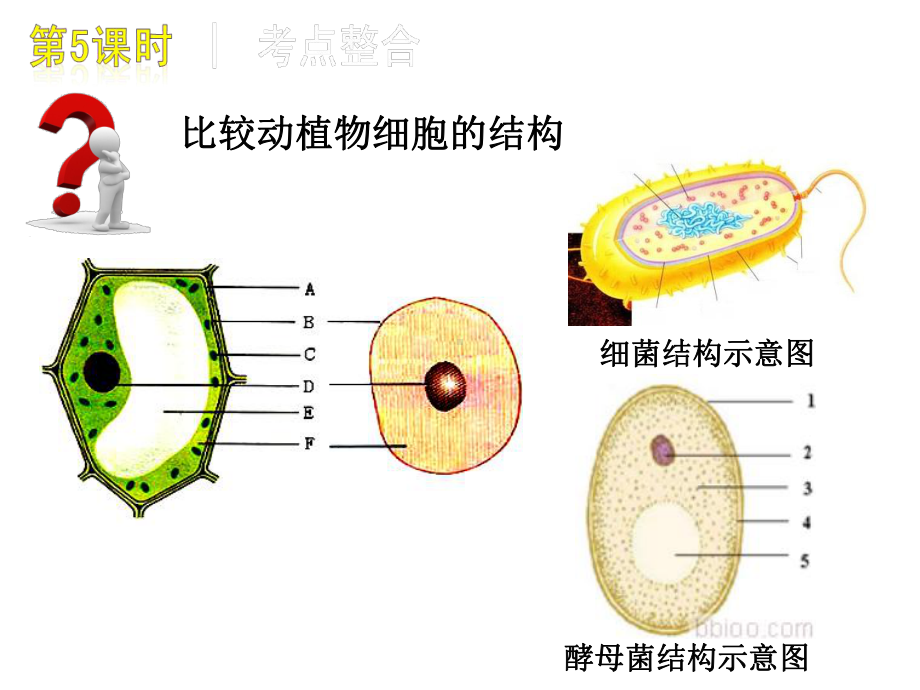 生物体的结构层次(12)初中生物课件.ppt_第2页