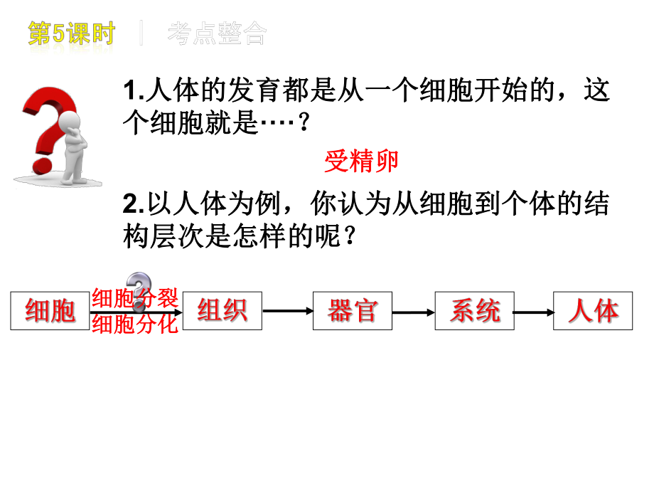 生物体的结构层次(12)初中生物课件.ppt_第3页