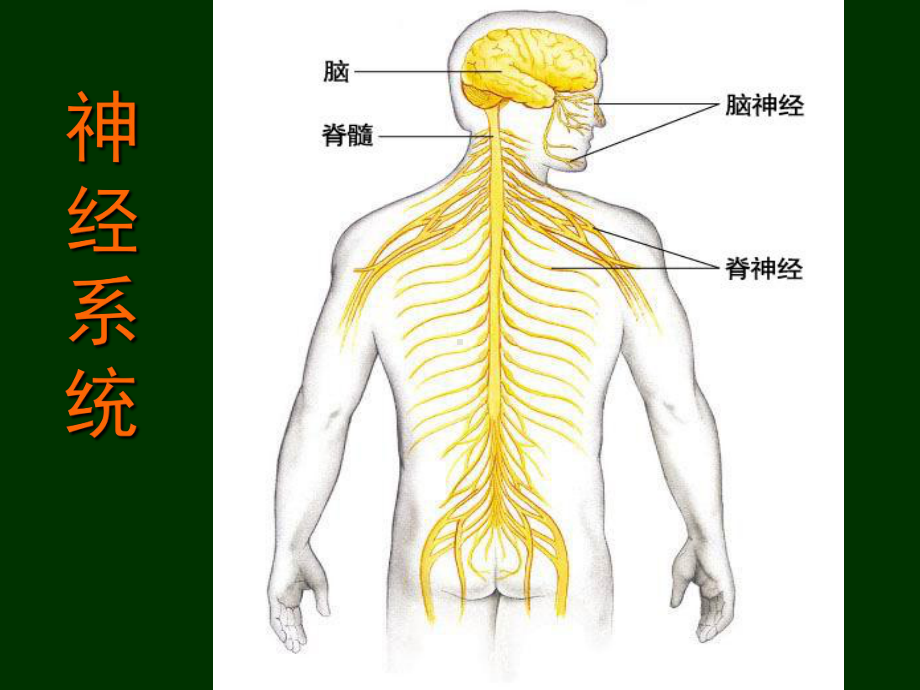 神经系统的组成(22)课件.ppt_第3页