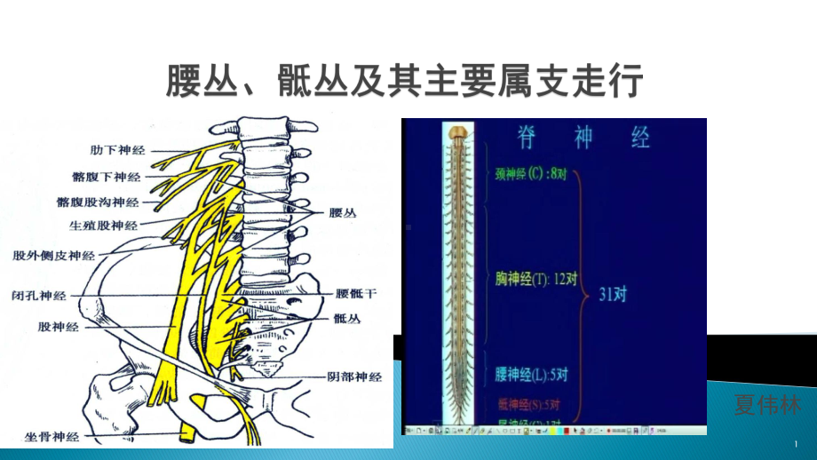 腰骶丛及分支医学课件.ppt_第1页