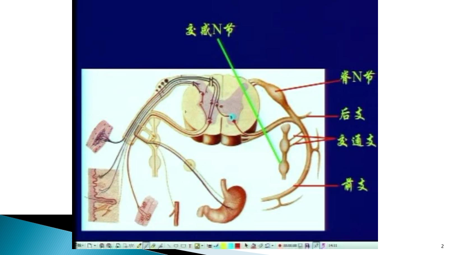 腰骶丛及分支医学课件.ppt_第2页