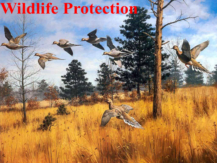 高中英语-unit4-wildlife-protection-reading课件必修二.ppt--（课件中不含音视频）_第1页