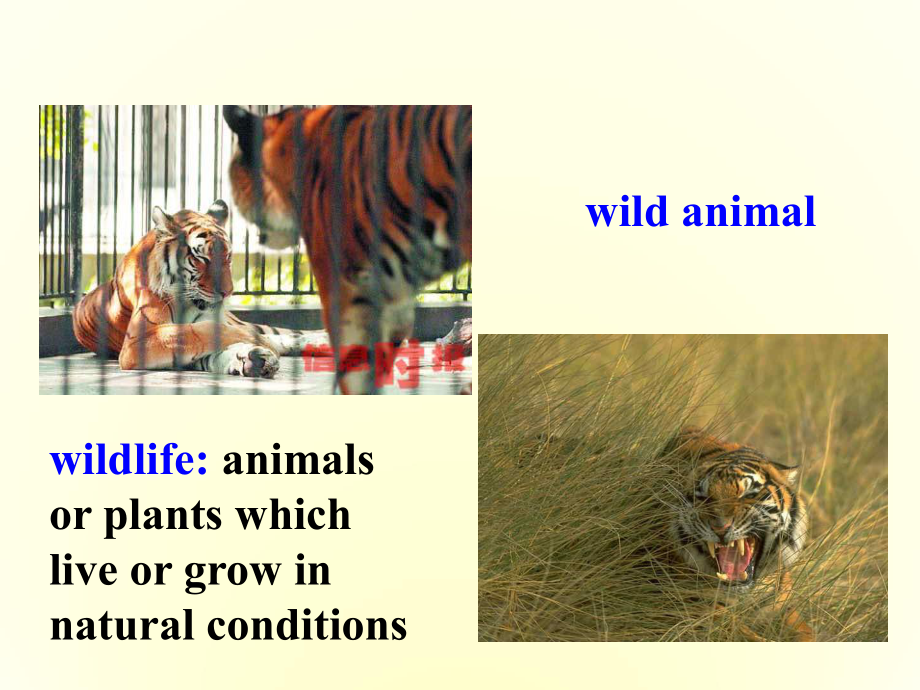 高中英语-unit4-wildlife-protection-reading课件必修二.ppt--（课件中不含音视频）_第2页