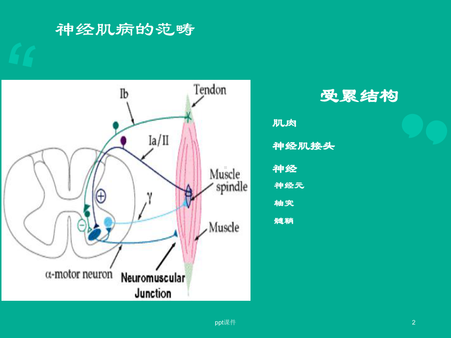 神经肌病概述-课件.ppt_第2页