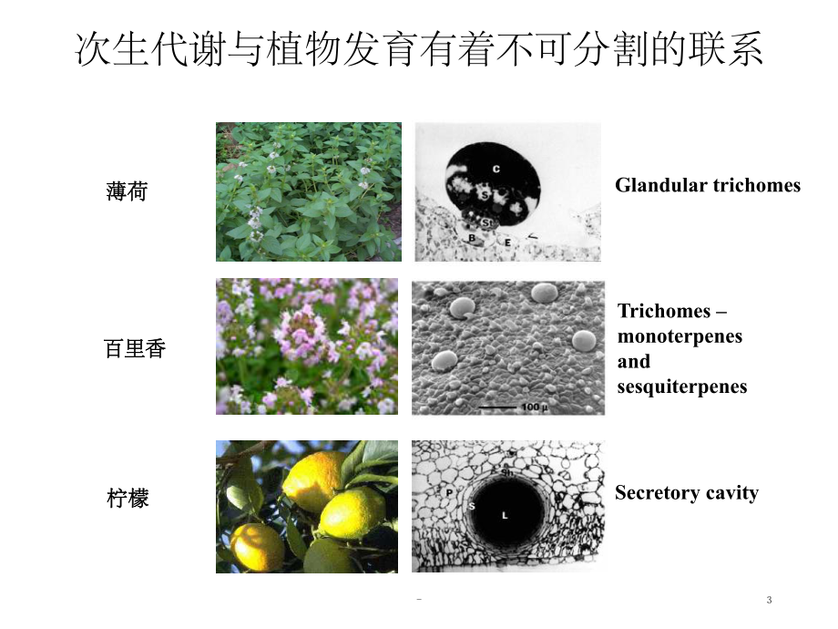 系统生物学-第五讲-代谢组学-课件.ppt_第3页