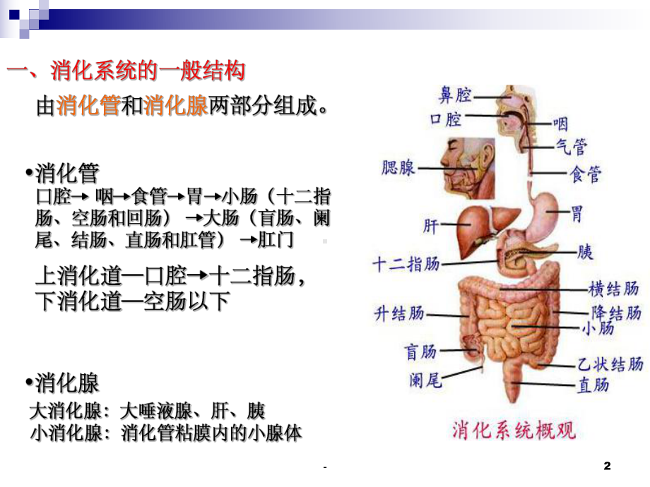 消化系统(解剖)-课件.ppt_第2页