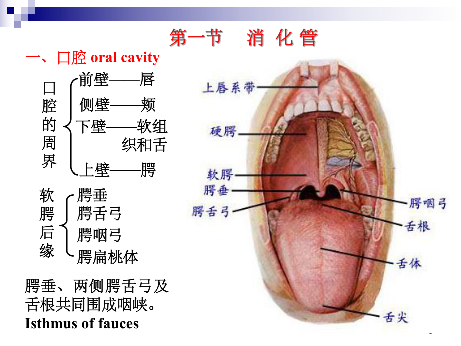 消化系统(解剖)-课件.ppt_第3页