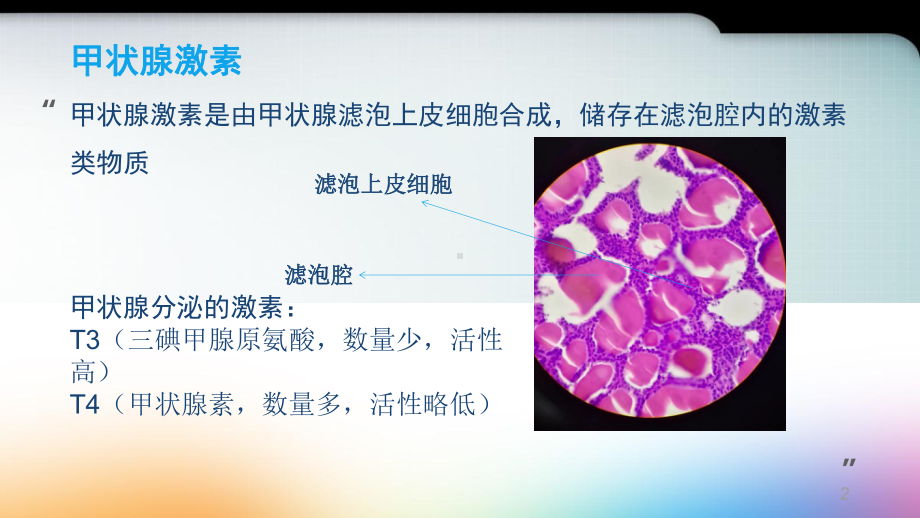 甲状腺激素的合成医学课件.ppt_第2页