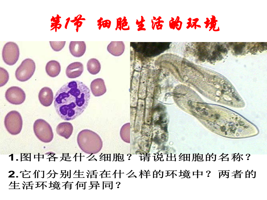 细胞生活的环境课件人教版高中生物必修.ppt_第1页