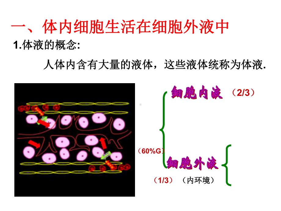 细胞生活的环境课件人教版高中生物必修.ppt_第2页