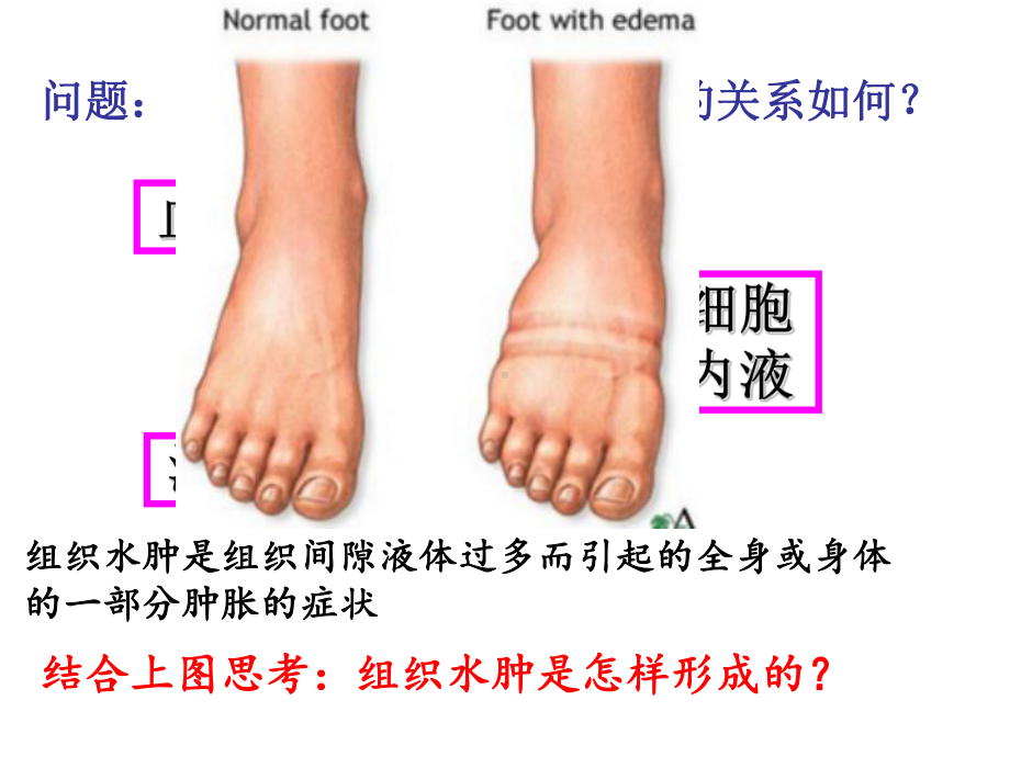 细胞生活的环境课件人教版高中生物必修.ppt_第3页