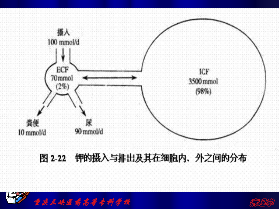 钾代谢紊乱-课件.ppt_第3页