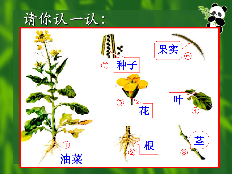 植物体的结构层次(36)初中生物课件.ppt_第2页