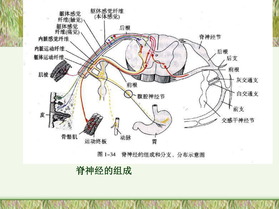 脑神经解剖学概要课件.ppt_第2页