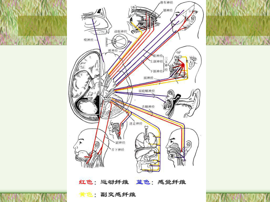 脑神经解剖学概要课件.ppt_第3页