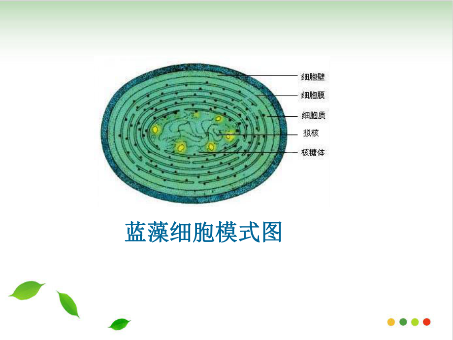 细胞器系统内的分工合作课件-2.ppt_第2页